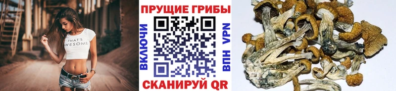 как найти закладки Брянск Псилоцибиновые грибы мухоморы